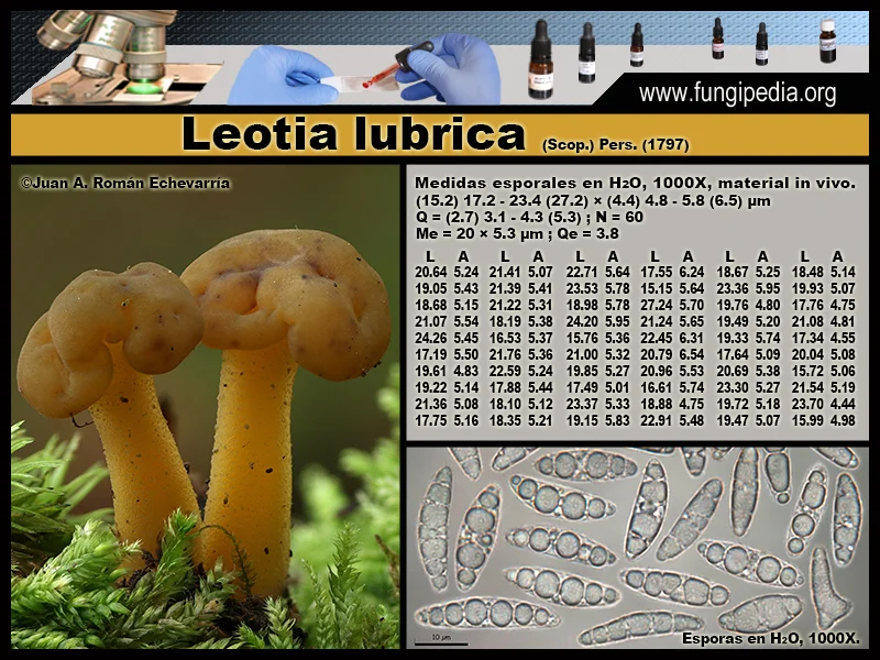 Microscopía de Leotia lubrica